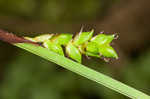 Plantainleaf sedge